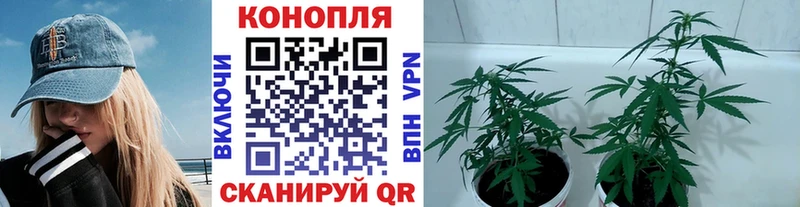 Марихуана SATIVA & INDICA  цены наркотик  Строитель 